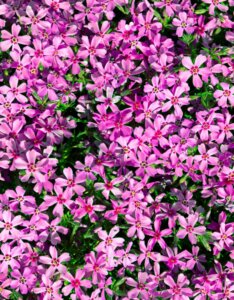 Phlox moerheimii - vue d'ensemble