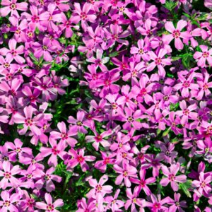 Phlox moerheimii - vue d'ensemble