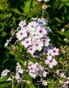 Phlox paniculata White Admiral - fleurs