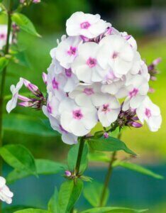 Phlox paniculata White Admiral - fleur