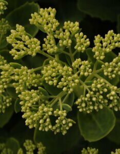 Phlox paniculata Tenor - bourgeons
