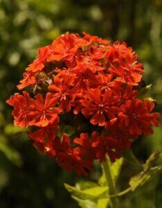 Phlox paniculata Tenor - fleur