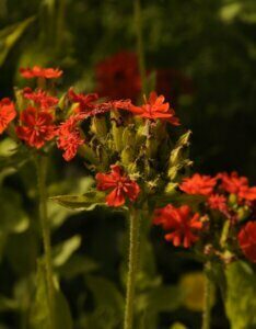 Phlox paniculata Tenor - vue d'ensemble