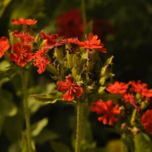 Phlox paniculata Tenor - vue d'ensemble