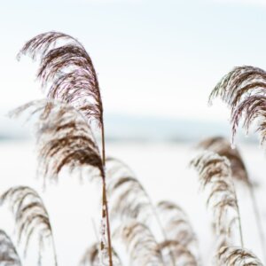 Phragmites australis - vue d'ensemble