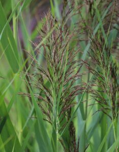 Phragmites australis - fleurs