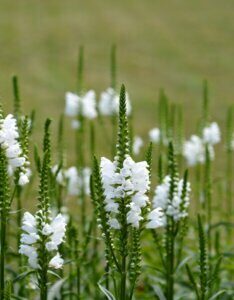 Physostegia virginiana - fleurs