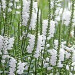 Physostegia virginiana - vue d'ensemble