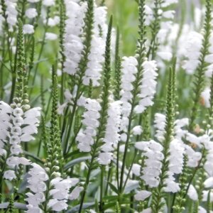 Physostegia virginiana - vue d'ensemble