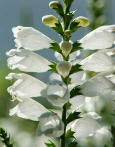 Physostegia virginiana - fleurs