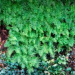 Polypodium vulgare - vue d'ensemble