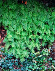 Polypodium vulgare - vue d'ensemble
