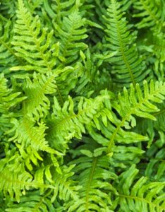 Polypodium vulgare - feuillage