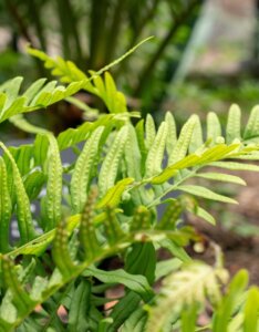 Polypodium vulgare - feuillage