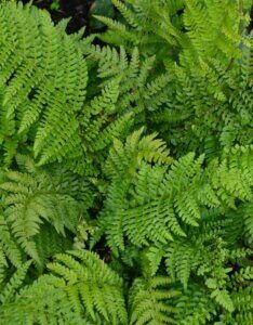 Polystichum setiferum - feuillage