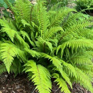 Polystichum setiferum - vue d'ensemble