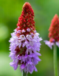 Primula vialii - fleur