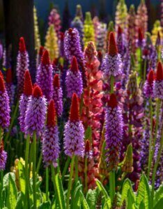 Primula vialii - vue d'ensemble