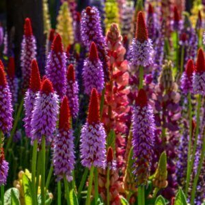 Primula vialii - vue d'ensemble