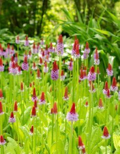Primula vialii - vue d'ensemble