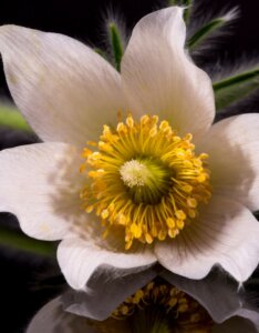 Pulsatilla vulgaris Alba - fleurs