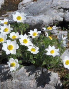 Pulsatilla vulgaris Alba - vue d'ensemble