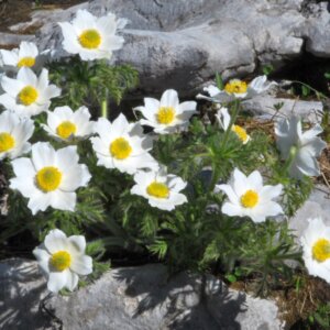 Pulsatilla vulgaris Alba - vue d'ensemble