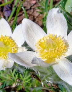Pulsatilla vulgaris Alba - fleurs