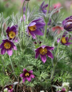 Pulsatilla vulgaris - fleurs