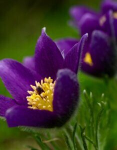 Pulsatilla vulgaris - fleurs