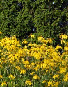 Rudbeckia nitida Herbstsonne - vue d'ensemble
