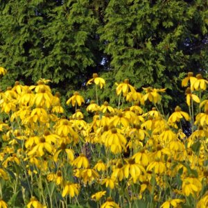 Rudbeckia nitida Herbstsonne - vue d'ensemble