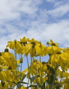 Rudbeckia nitida Herbstsonne - fleurs