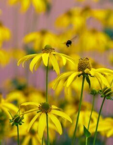 Rudbeckia nitida Herbstsonne - fleurs