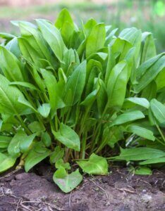 Rumex acetosa - vue d'ensemble