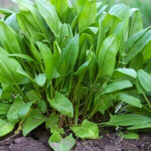 Rumex acetosa - vue d'ensemble