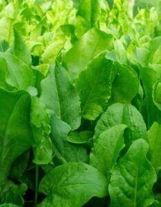 Rumex acetosa - feuilles