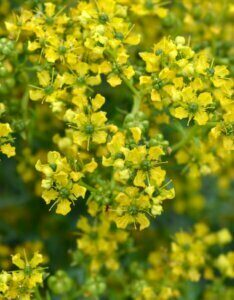 Ruta graveolens - fleurs