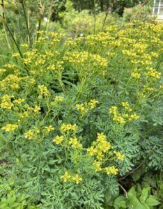 Ruta graveolens - vue d'ensemble