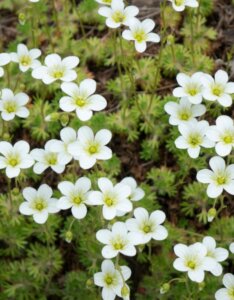 Sagina subulata - fleurs