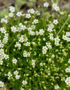 Sagina subulata - vue d'ensemble