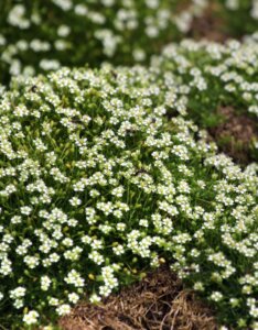 Sagina subulata - vue d'ensemble