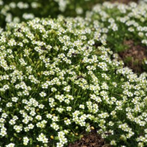 Sagina subulata - vue d'ensemble