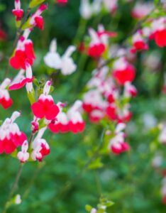 Salvia microphylla Hot Lips - fleurs