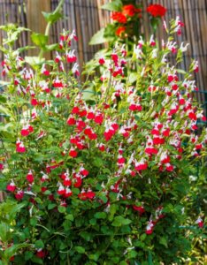 Salvia microphylla Hot Lips- vue d'ensemble