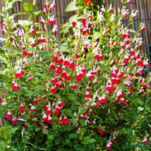 Salvia microphylla Hot Lips- vue d'ensemble