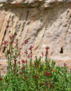 Salvia microphylla Royal Bumble - vue d'ensemble
