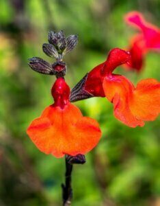 Salvia microphylla Royal Bumble - fleurs