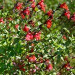 Salvia microphylla Royal Bumble - vue d'ensemble