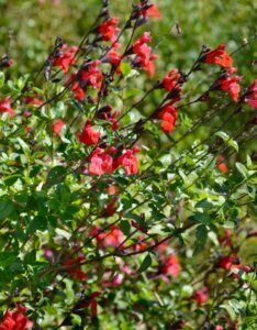 Salvia microphylla Royal Bumble - vue d'ensemble